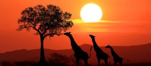 sydafrika